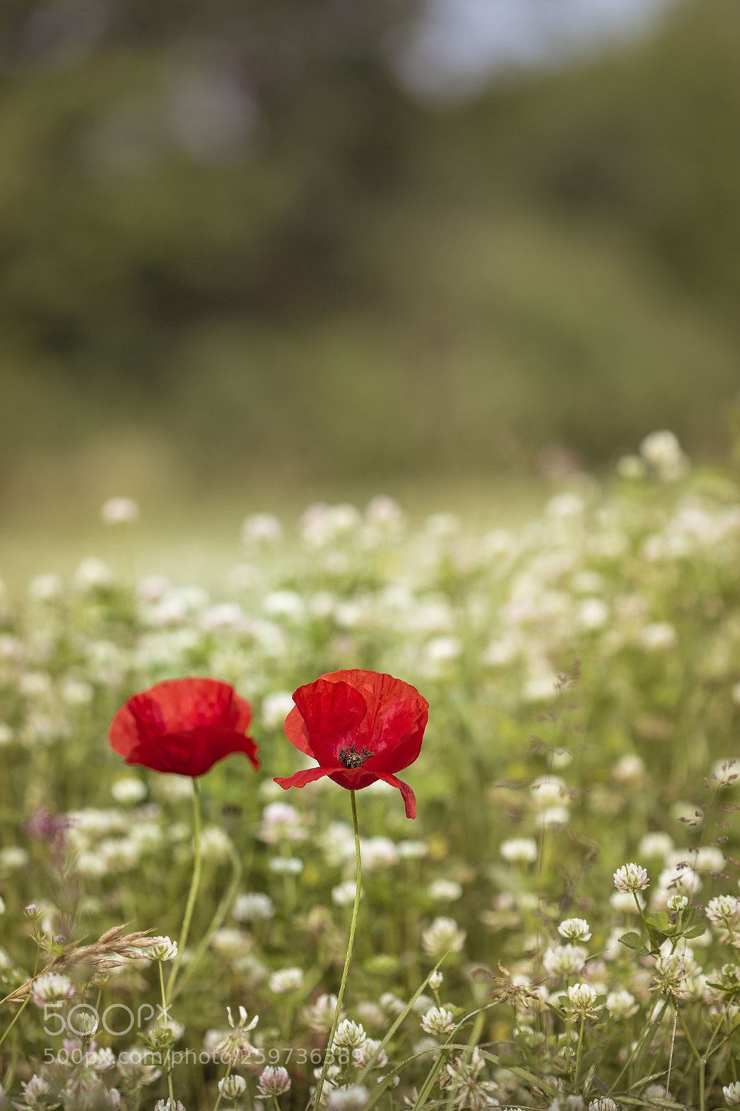 Canon EOS 7D Mark II sample photo. Gemelli diversi photography