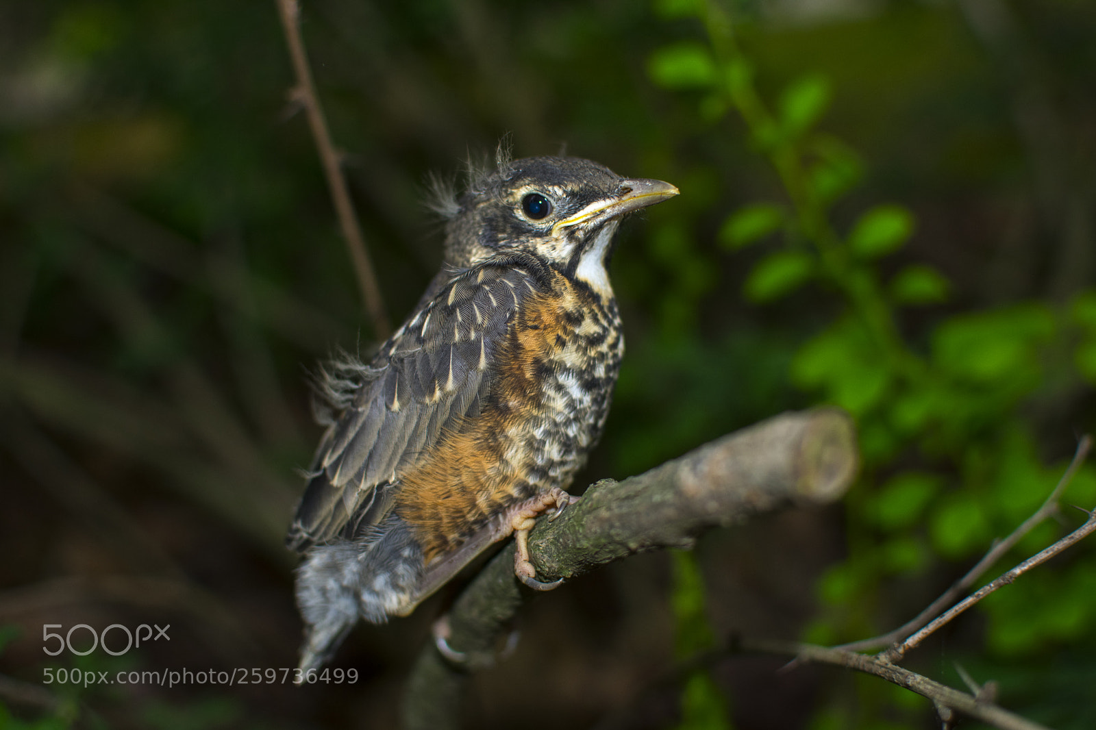 Nikon D3400 sample photo. Bird out of nest photography