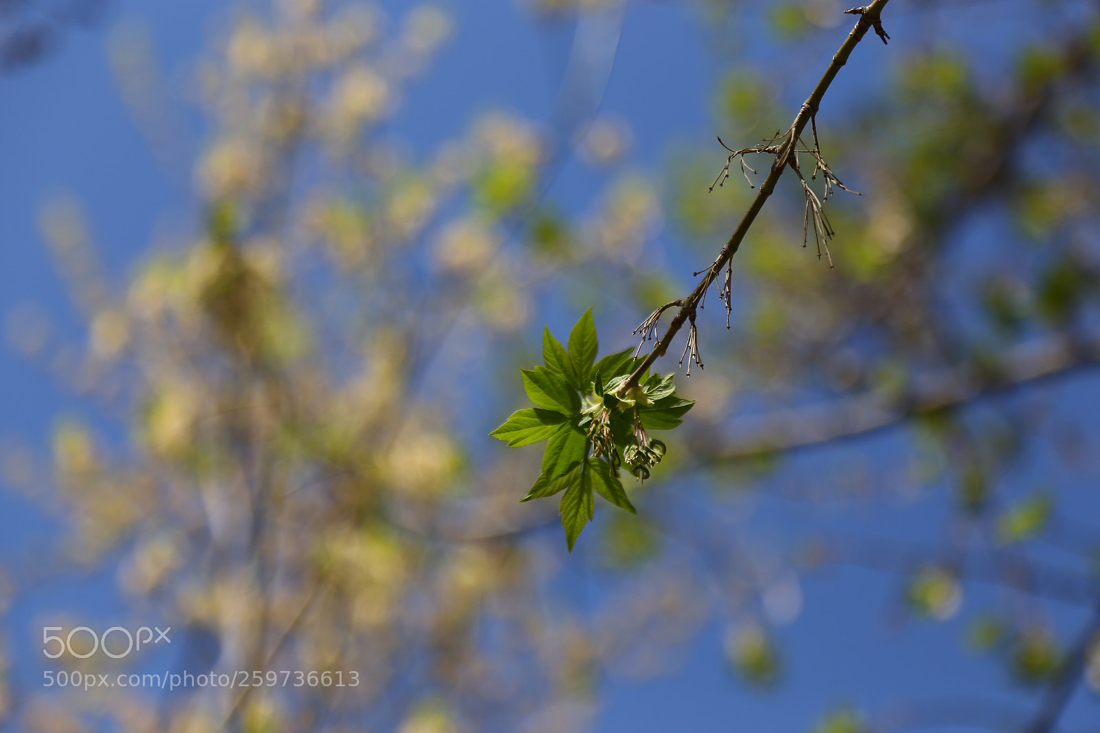 Canon EOS 6D + Canon EF 24-105mm F4L IS USM sample photo. Img photography
