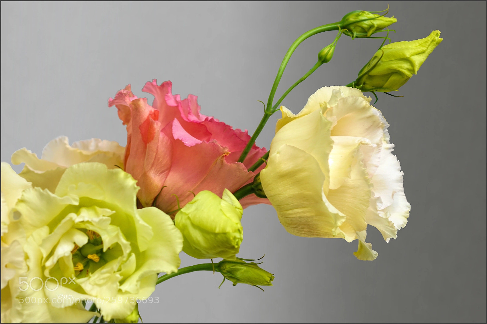 Sony ILCA-77M2 sample photo. Tricolor photography