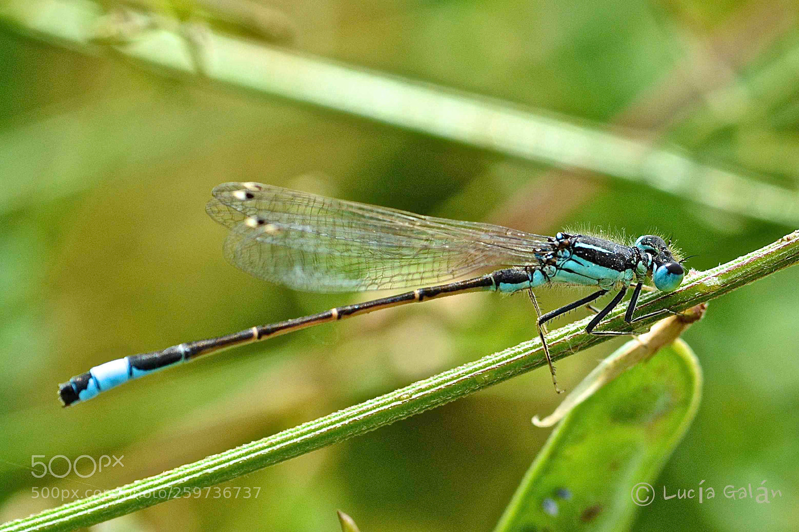 Nikon D7100 sample photo. Dragonfly blue photography