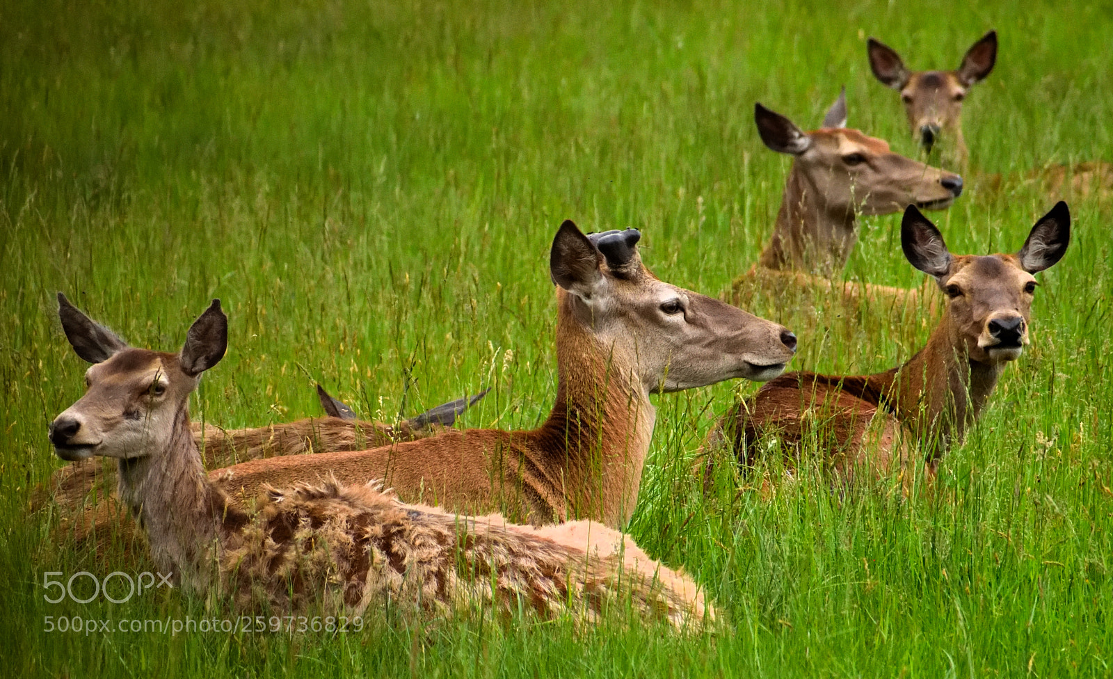 Nikon D3300 sample photo. Deers in springtime photography