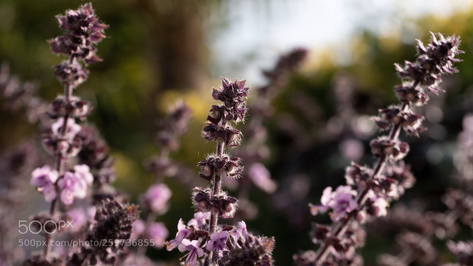 Sony a6300 sample photo. Untitled photography