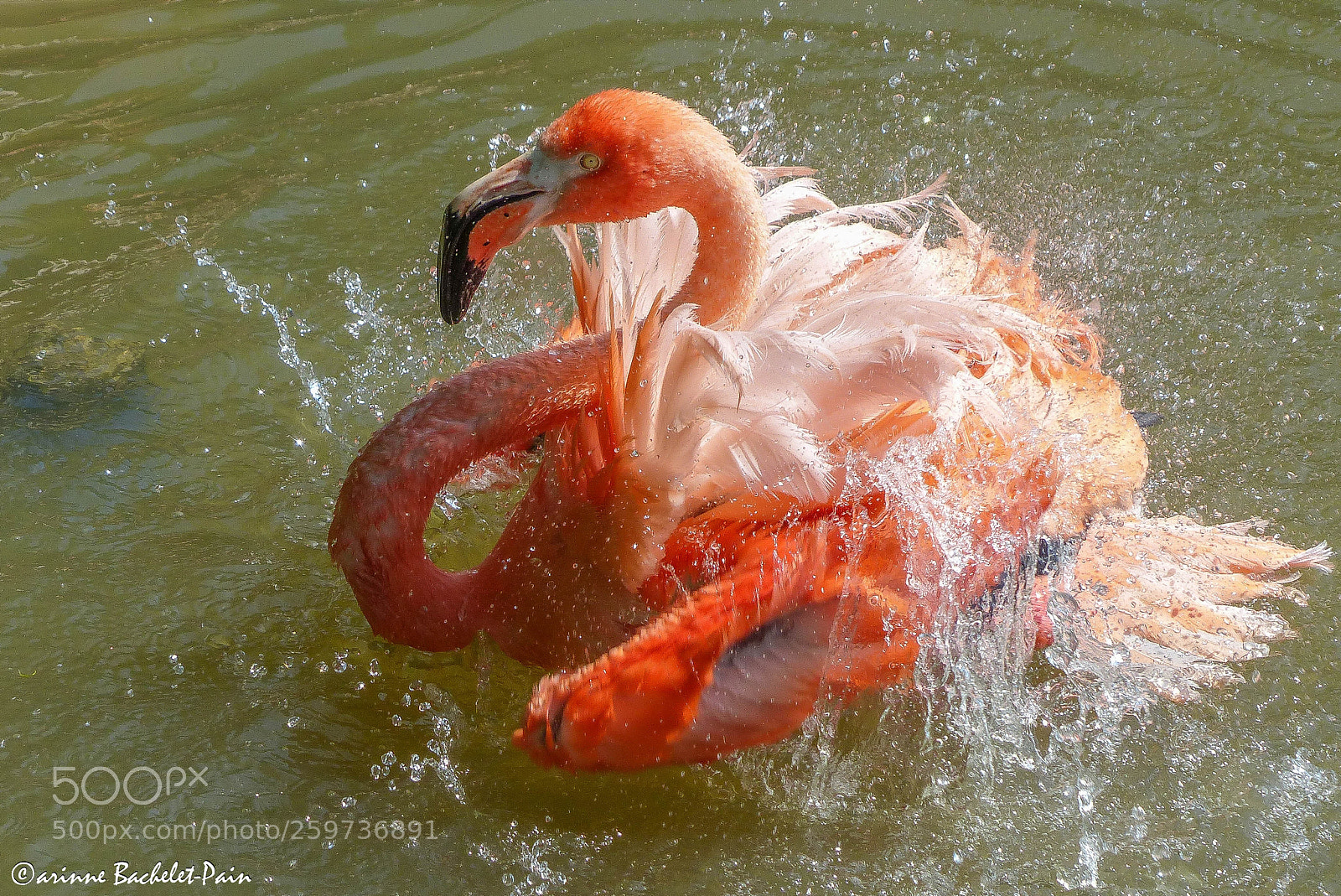 Panasonic Lumix DMC-FZ200 sample photo. Flamant rose, barbotage photography