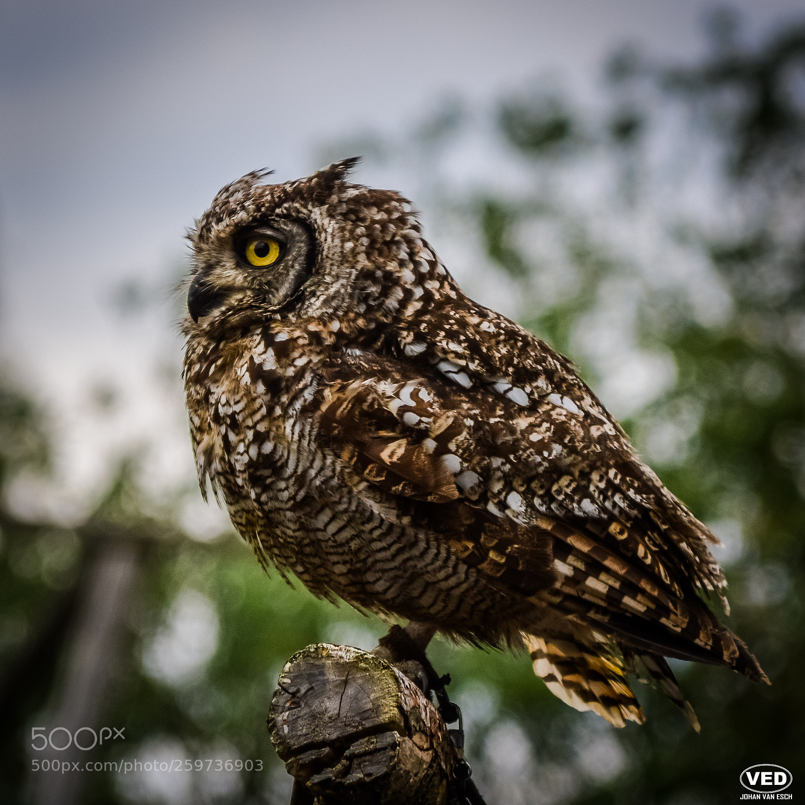 Nikon D3200 sample photo. Owl photography