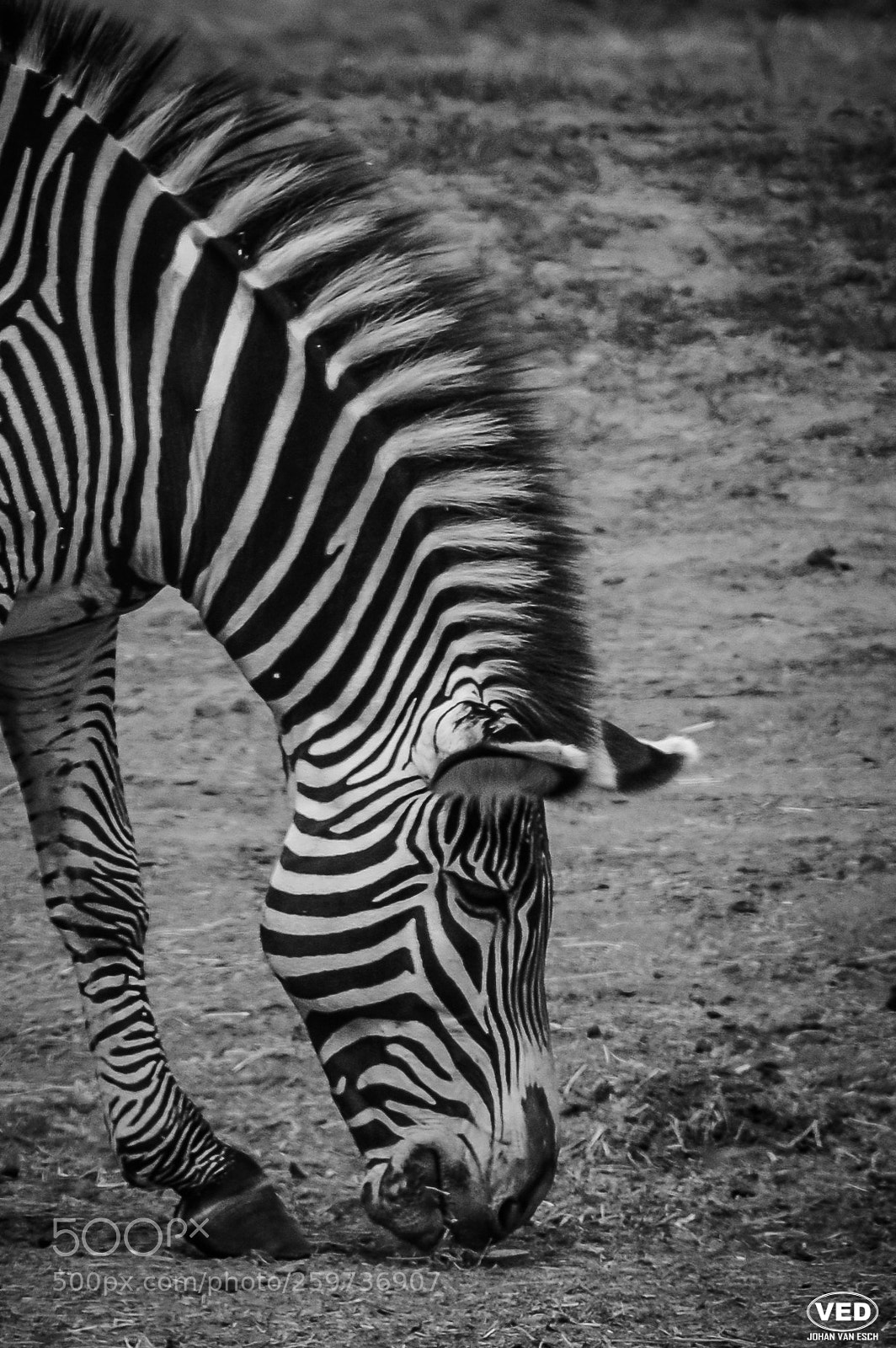 Nikon D3200 sample photo. Zebra photography