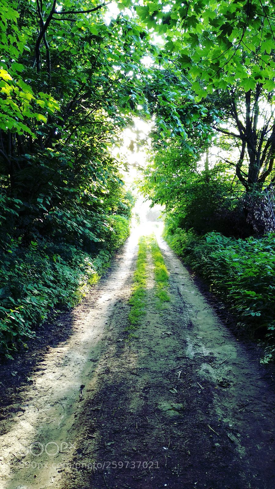 Xiaomi Mi A1 sample photo. Forest road photography