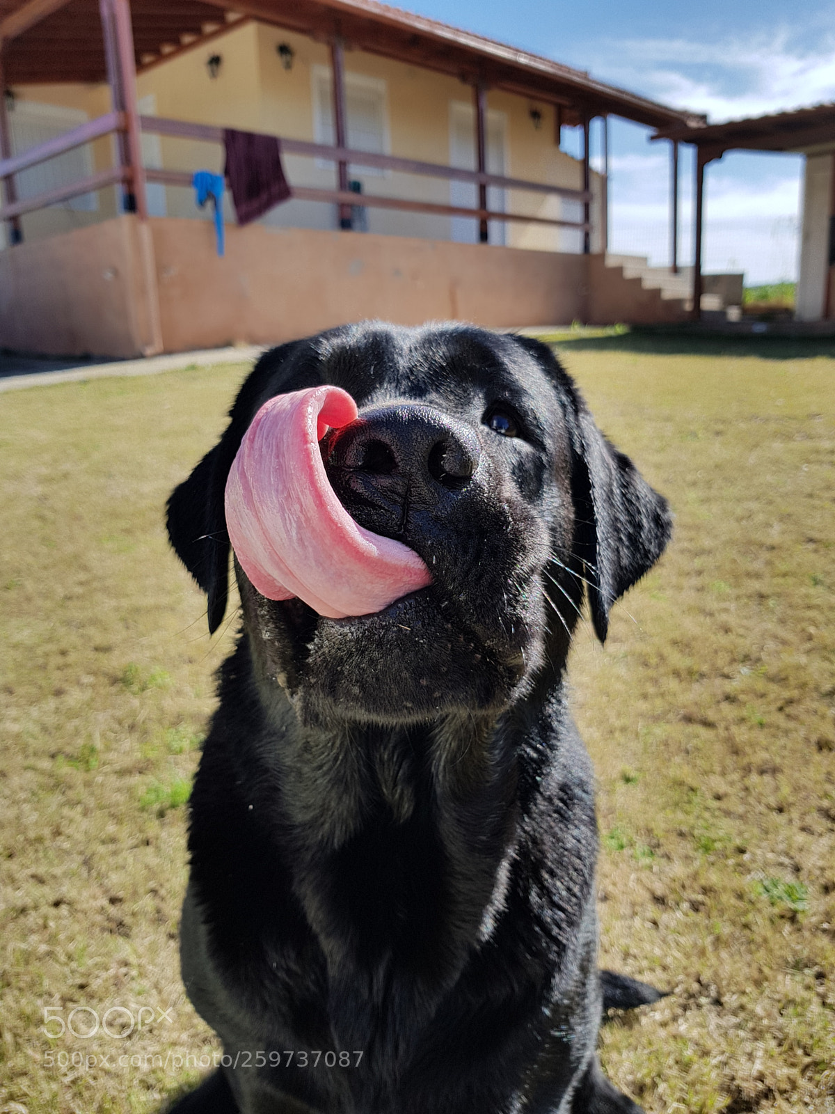 Samsung Galaxy S8 sample photo. Kuro the black labrador photography