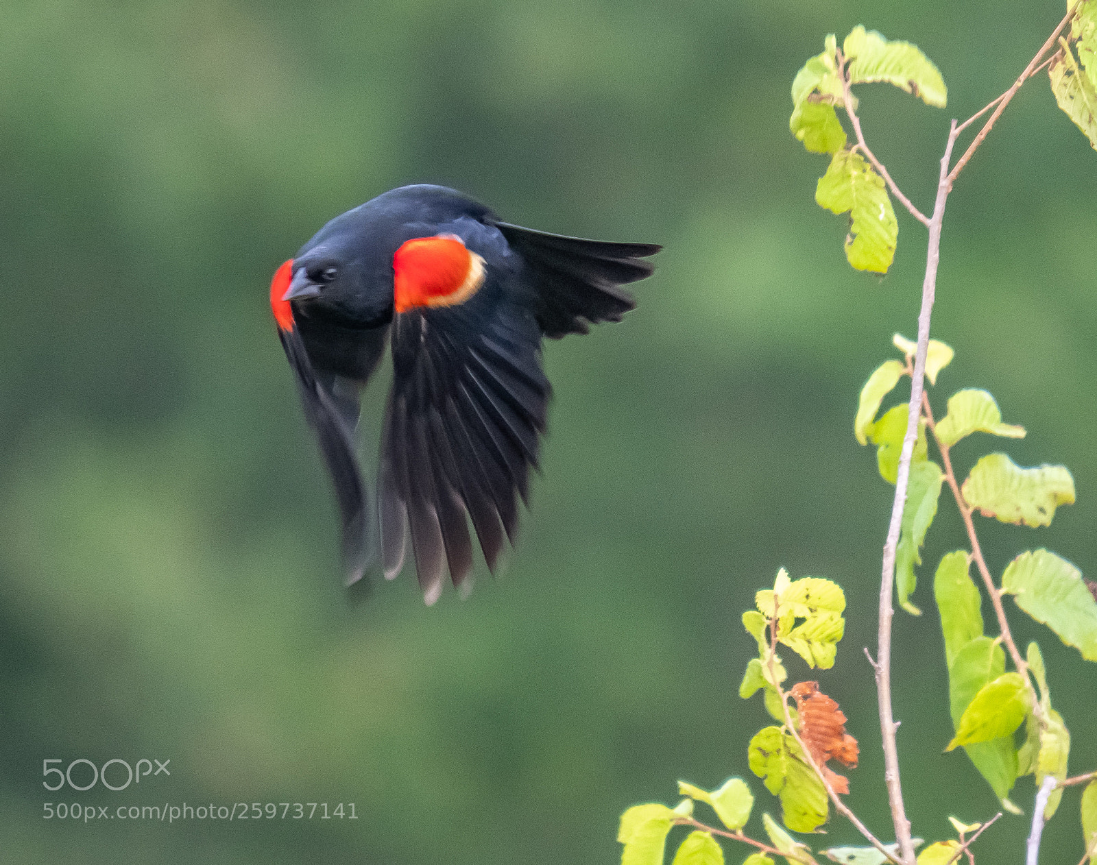 Olympus OM-D E-M1 Mark II sample photo. Red-winged blackbird photography