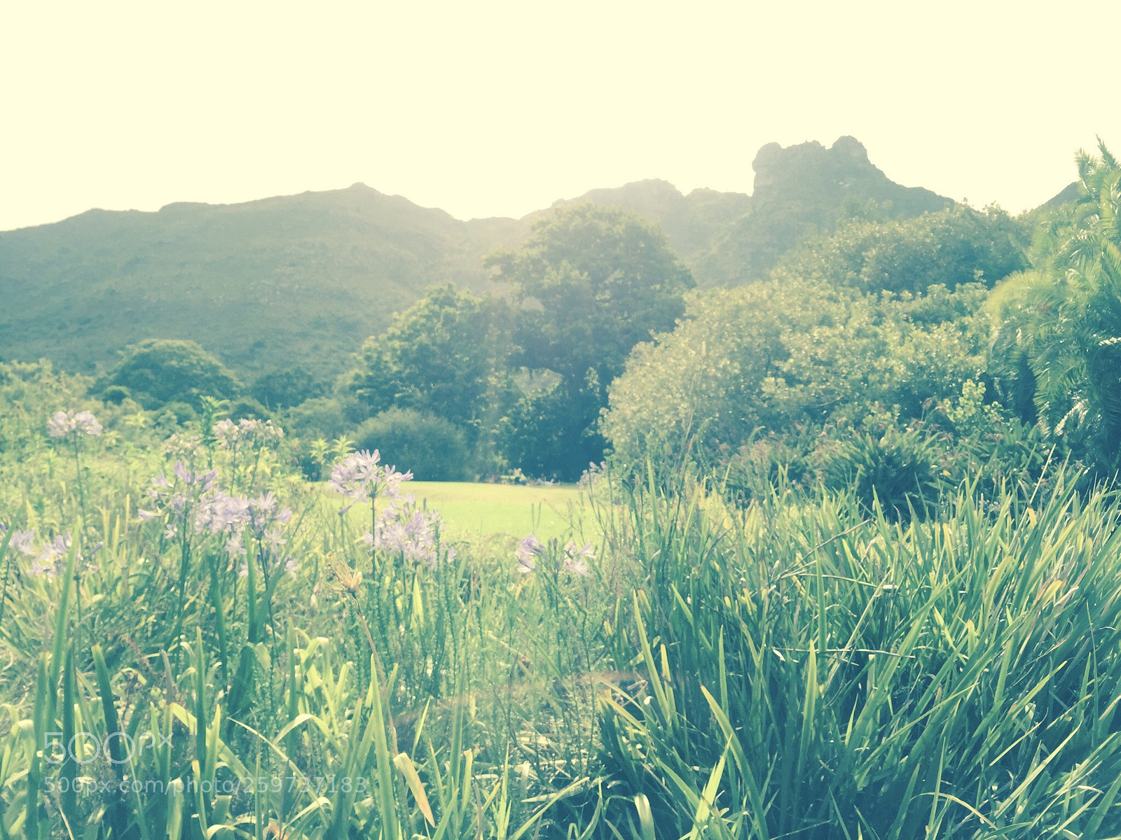 Apple iPhone 6 sample photo. The gardens photography