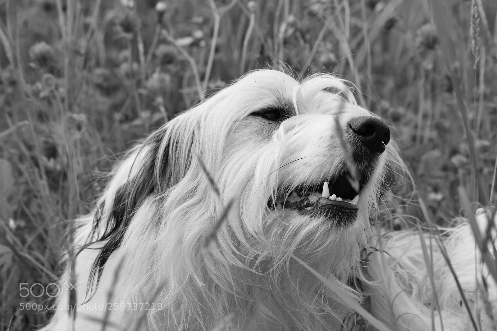 Nikon D5300 sample photo. Un chien dans la photography