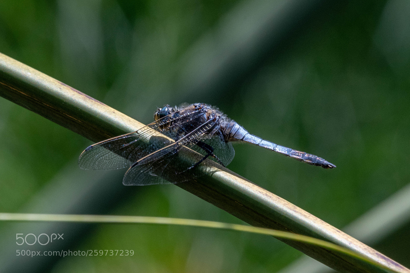 Nikon D500 sample photo. Greens and blues photography