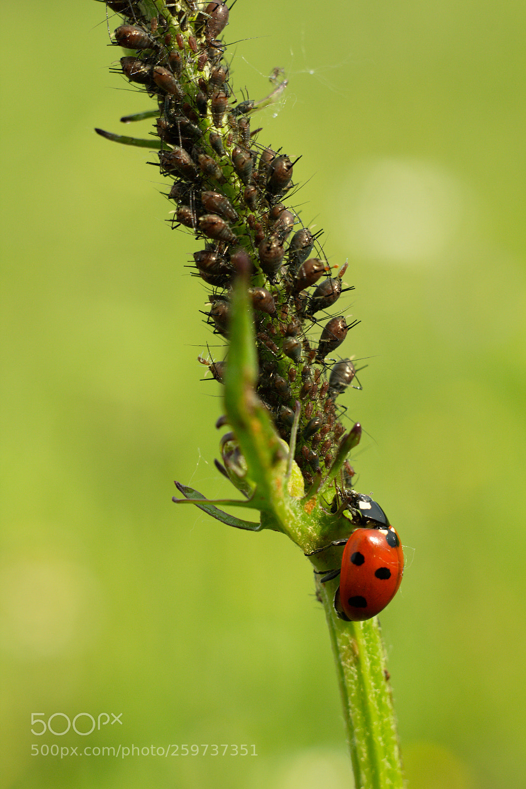 Canon EOS 60D sample photo. Lunch time ?️ photography
