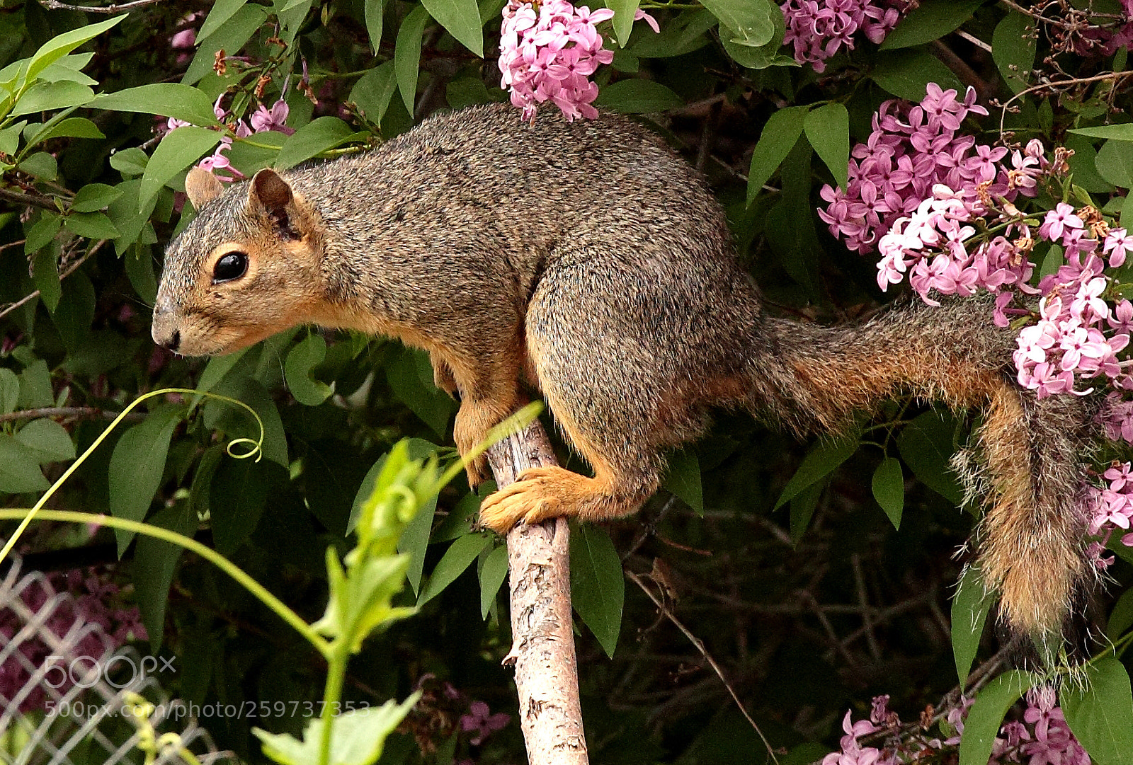 Canon EOS 550D (EOS Rebel T2i / EOS Kiss X4) sample photo. Lounging in the lilacs photography