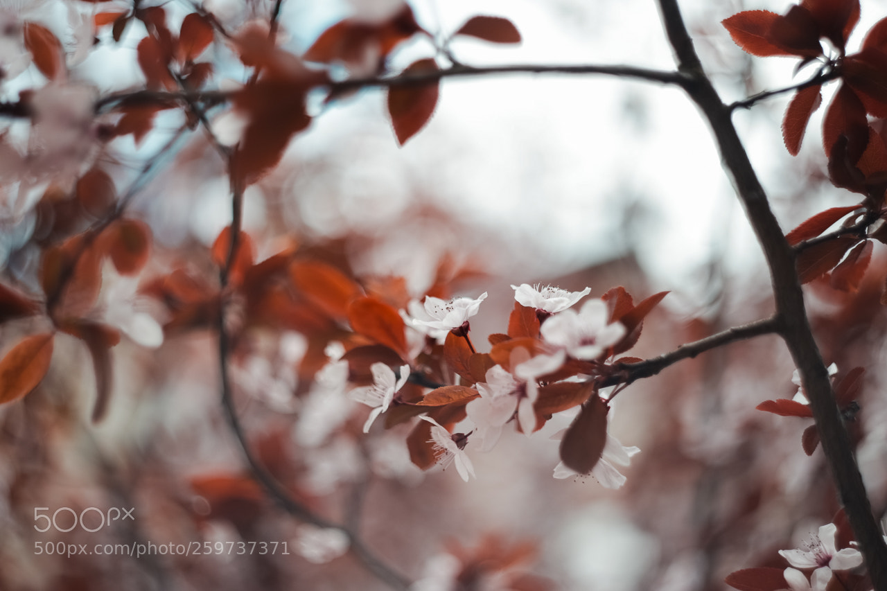 Canon EOS 6D sample photo. Helios 44-2 photography