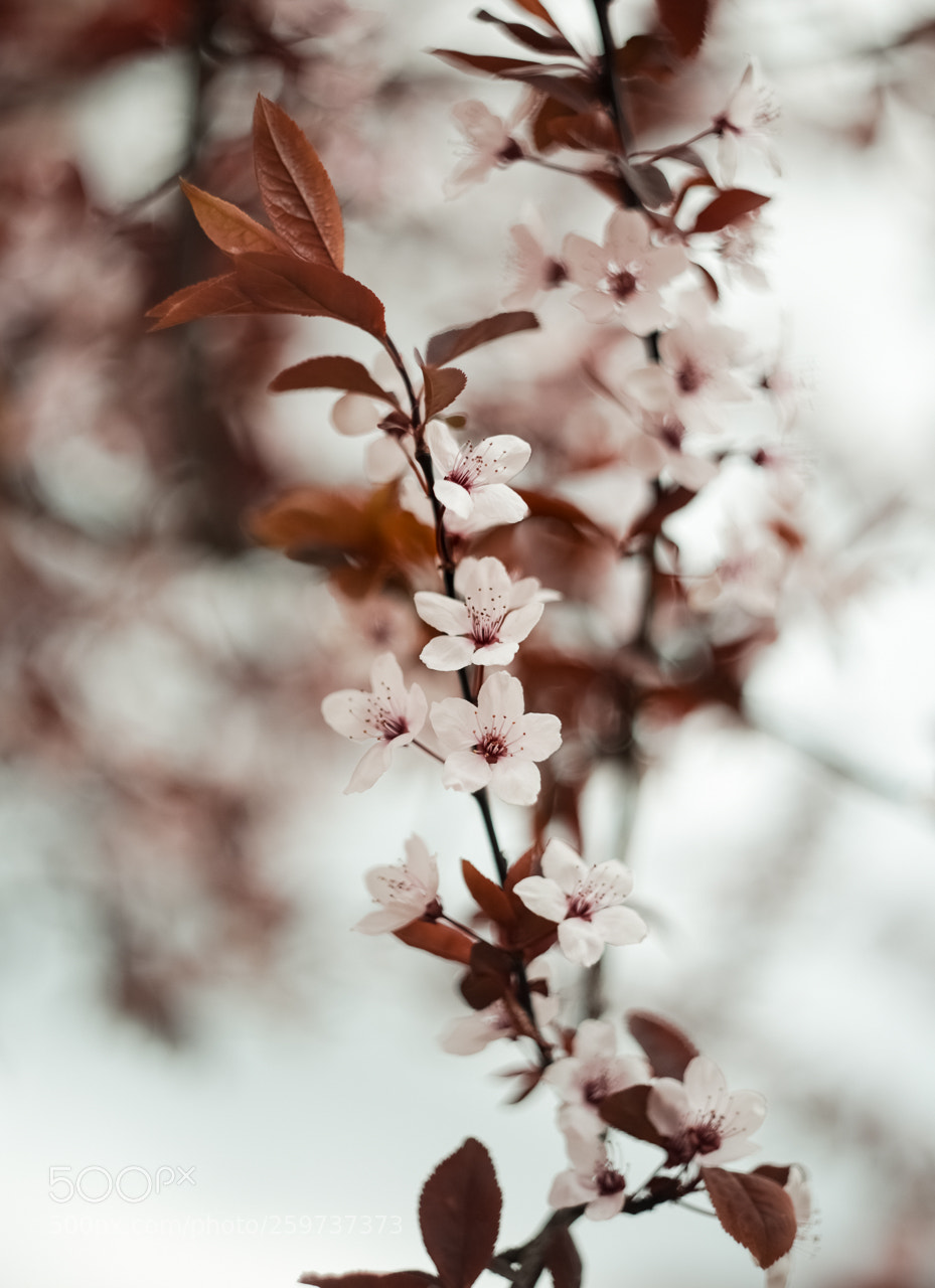 Canon EOS 6D sample photo. Helios 44-2 photography