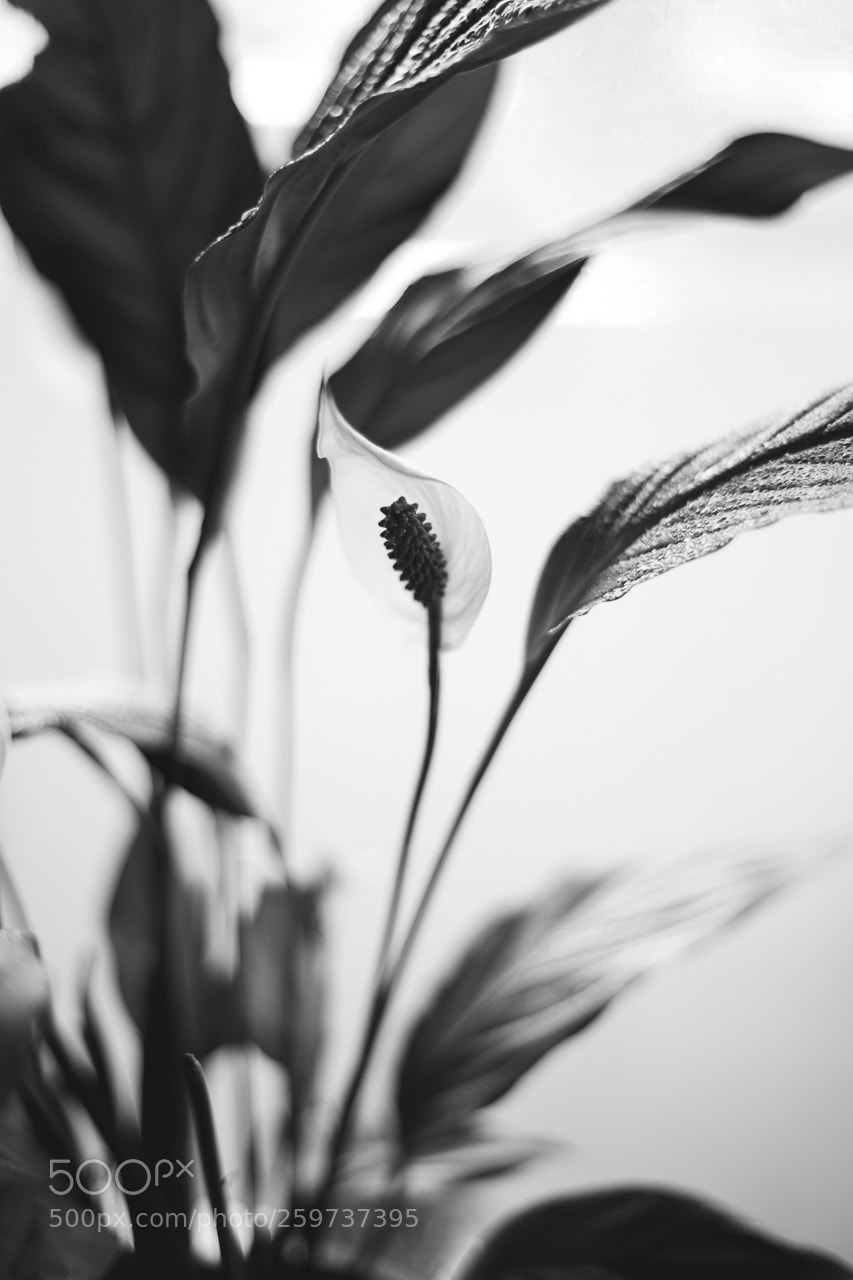 Canon EOS 6D sample photo. Another one photography