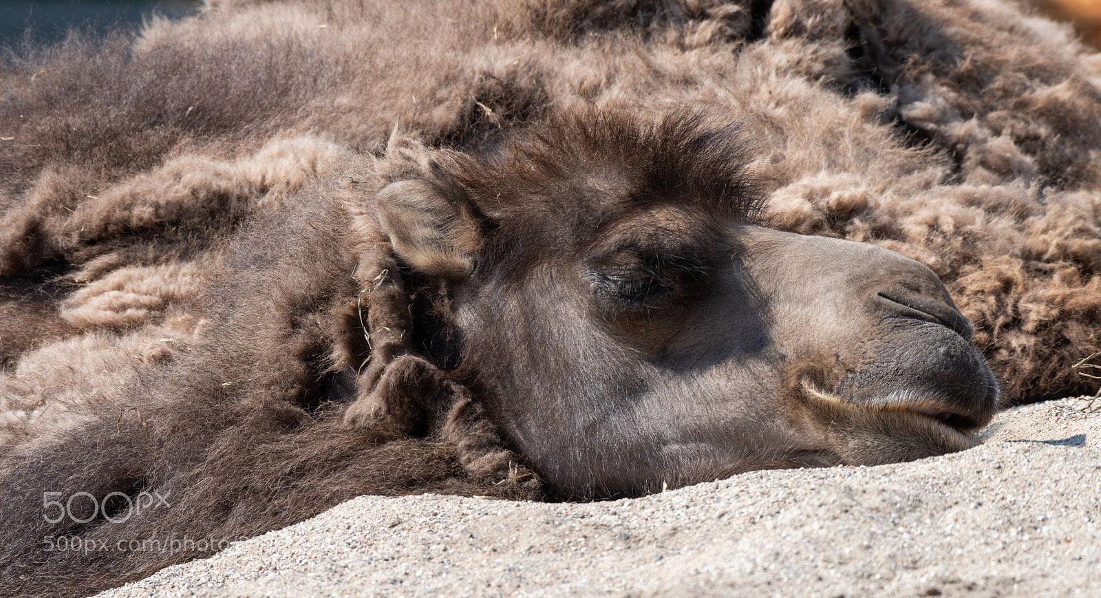 Nikon D810 sample photo. Tired... photography