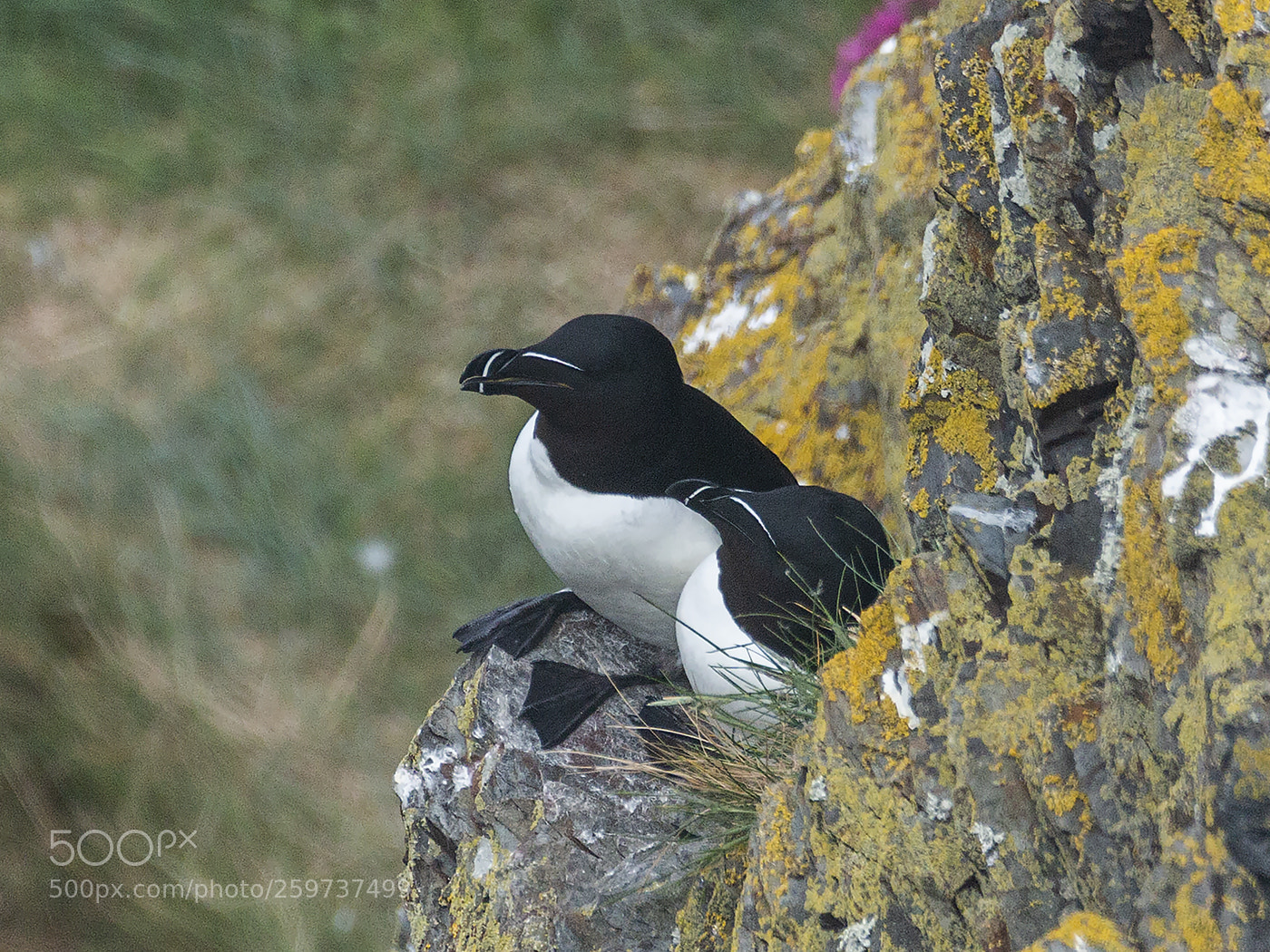 Canon EOS 70D sample photo. Razorbills photography