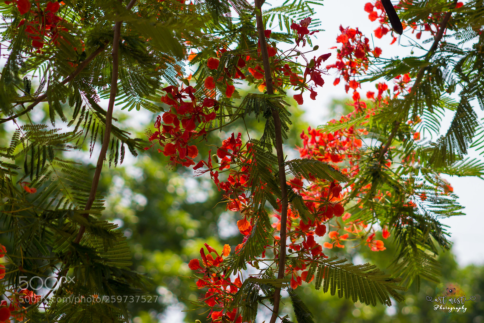 Canon EOS 700D (EOS Rebel T5i / EOS Kiss X7i) sample photo. Royal poinciana photography