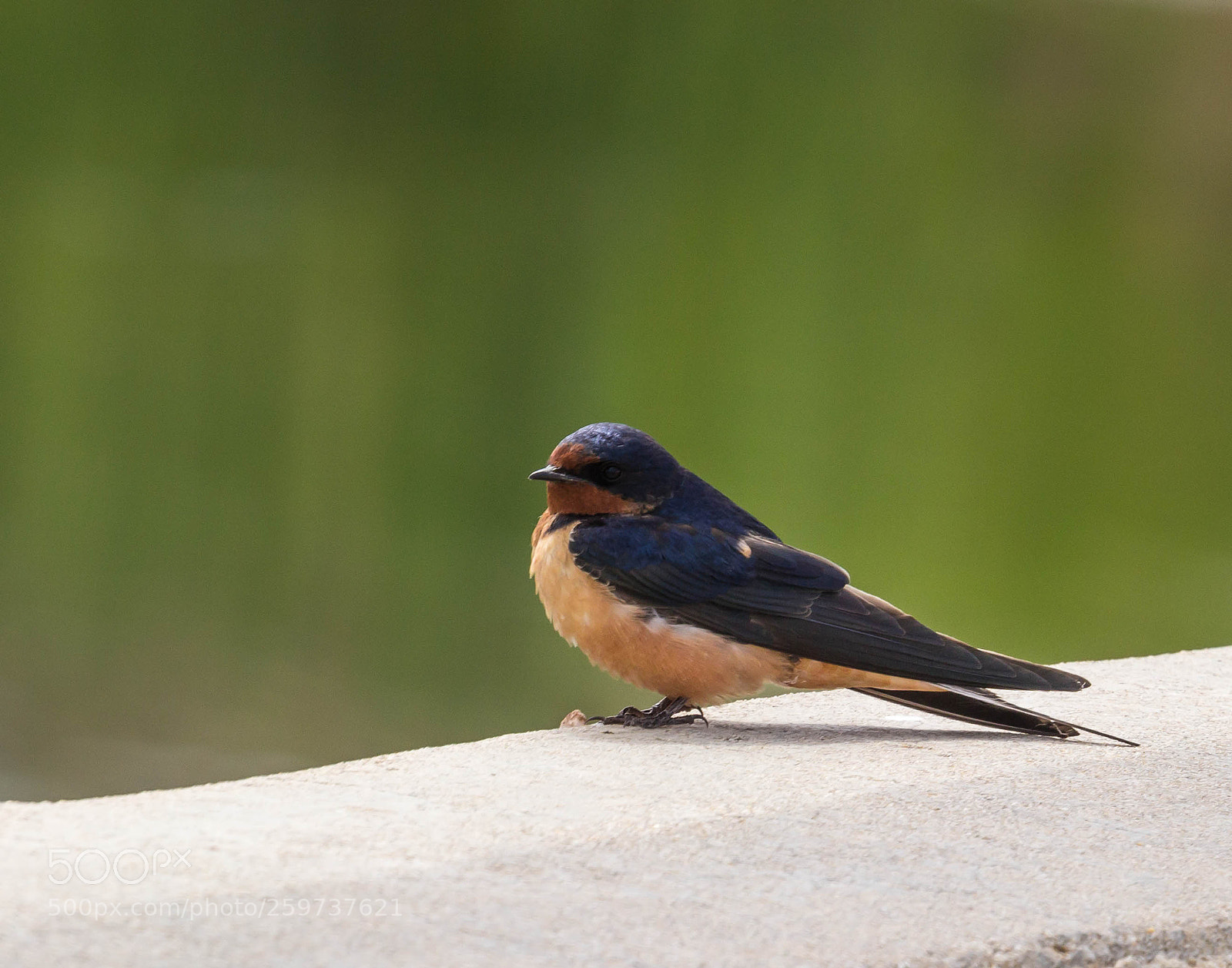 Canon EOS 600D (Rebel EOS T3i / EOS Kiss X5) sample photo. Barn swallow photography