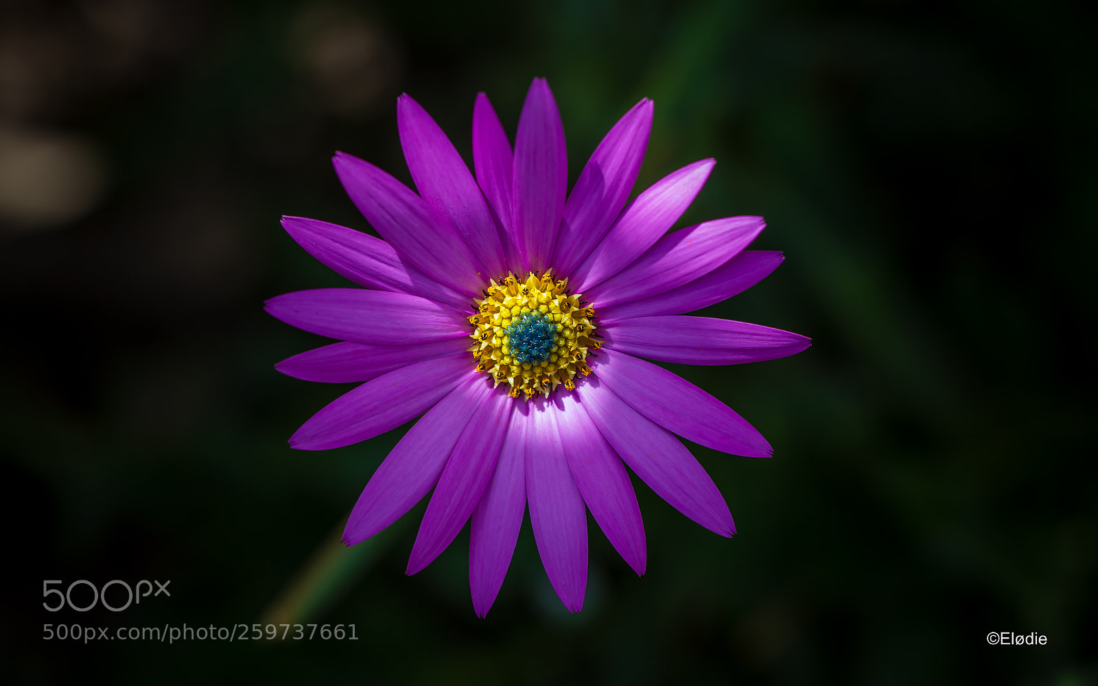 Canon EOS 5D Mark II sample photo. Parfaite photography