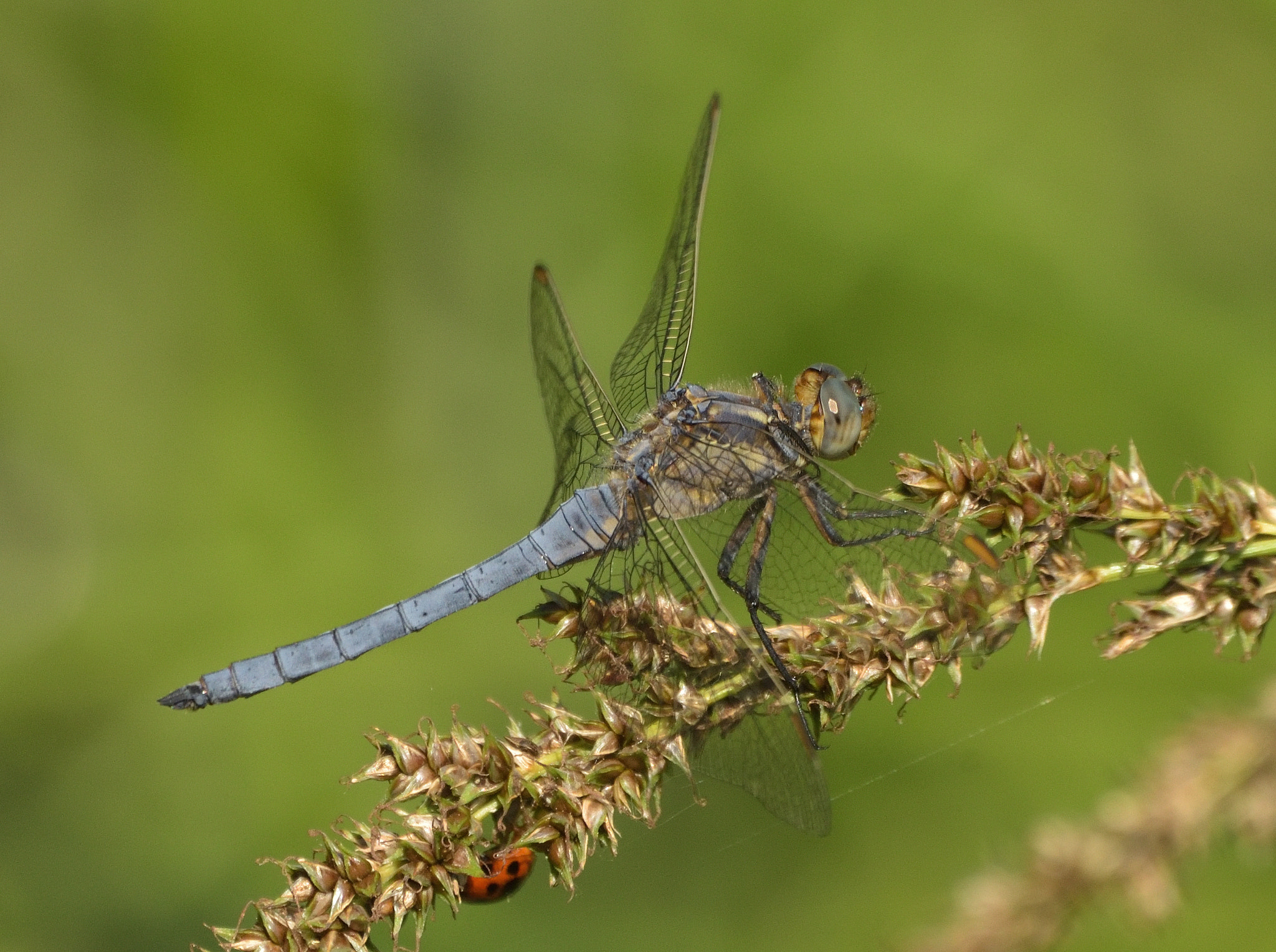 Nikon D750 + Sigma 150-600mm F5-6.3 DG OS HSM | C sample photo. Orthetrum brunneum photography