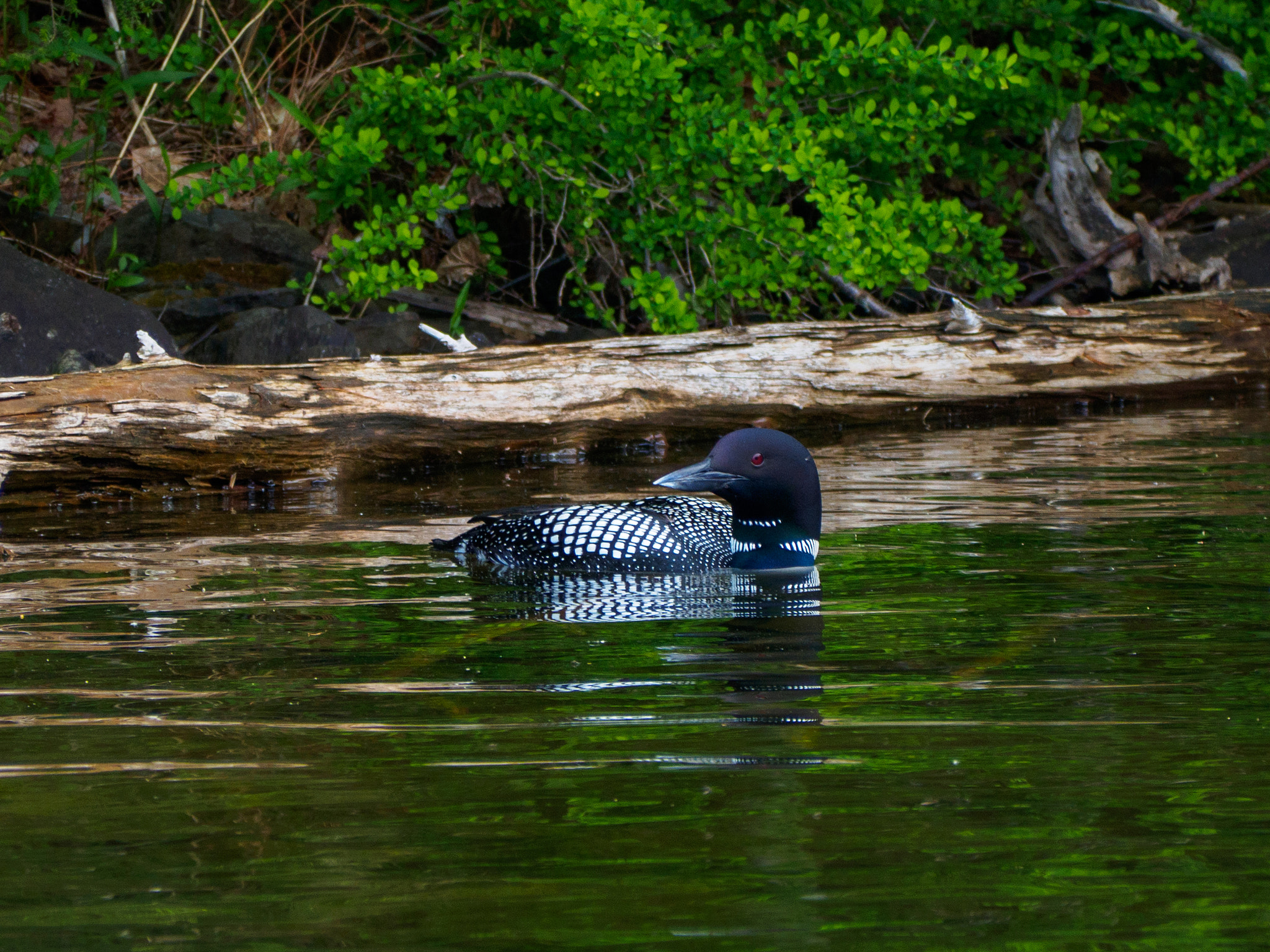Olympus OM-D E-M10 III sample photo. Loon swimming on the lake photography