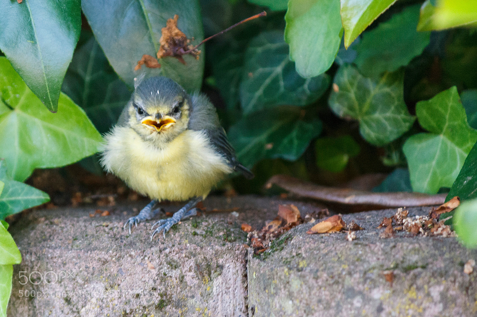 Canon EOS 1000D (EOS Digital Rebel XS / EOS Kiss F) sample photo. Young titmouse photography