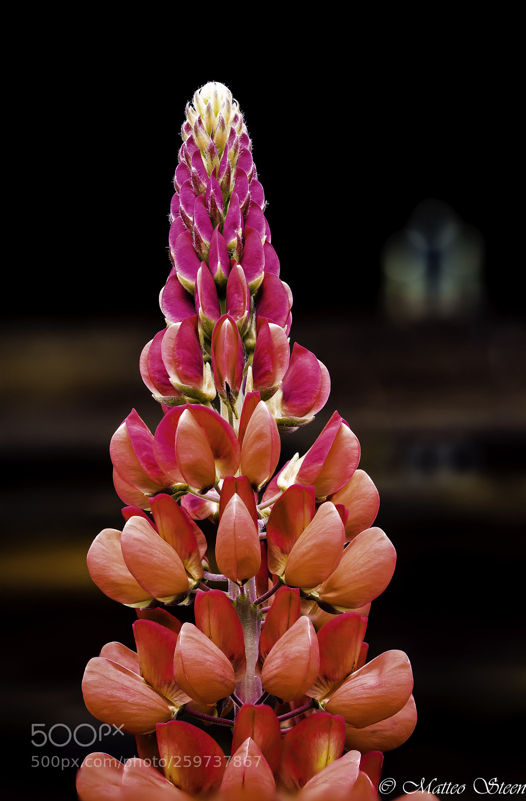 Canon EOS 6D sample photo. Lupinus photography