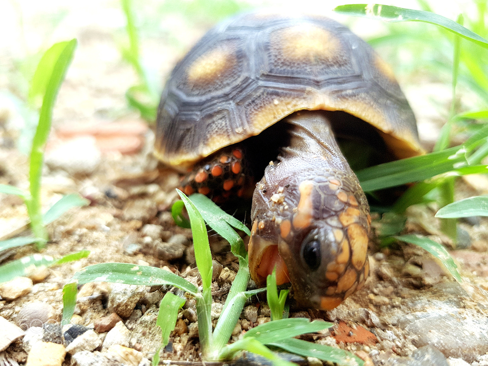Samsung Galaxy S8+ sample photo. Nature photography