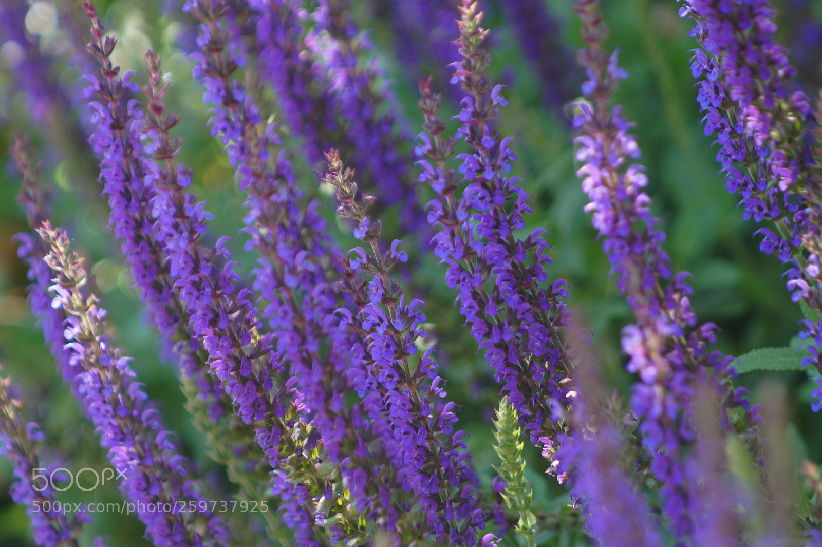 Sony SLT-A58 sample photo. Flowers violet photography