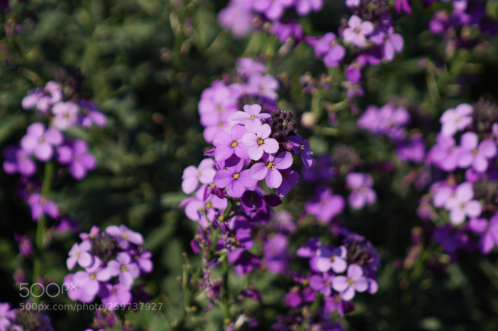 Sony SLT-A58 sample photo. Spring photography
