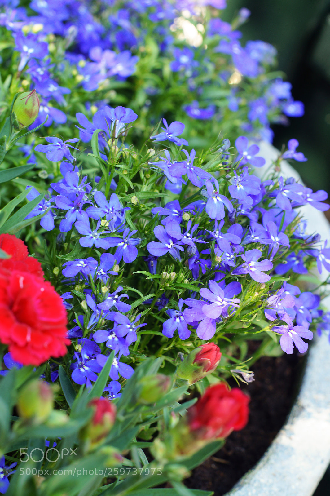 Sony SLT-A58 sample photo. Flowerbed photography