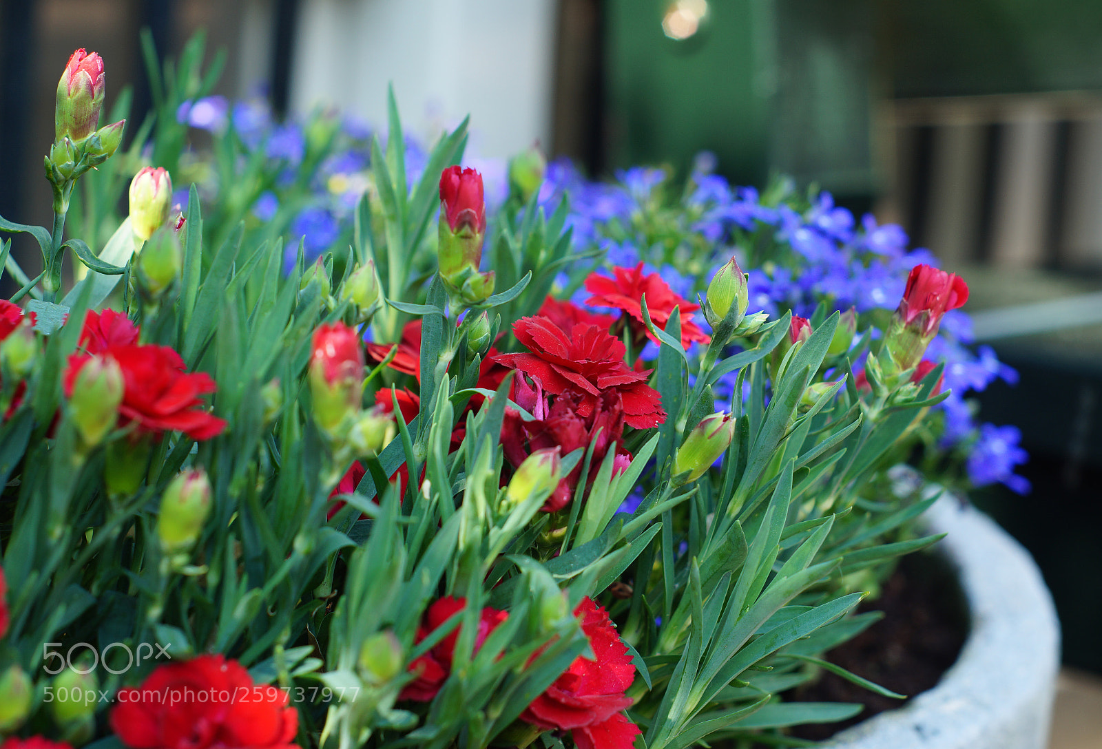 Sony SLT-A58 sample photo. Flowers photography