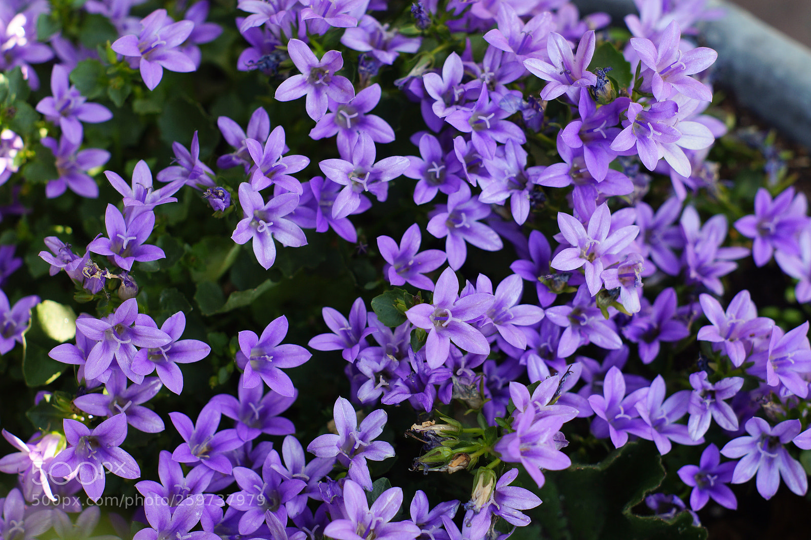 Sony SLT-A58 sample photo. Flowers photography