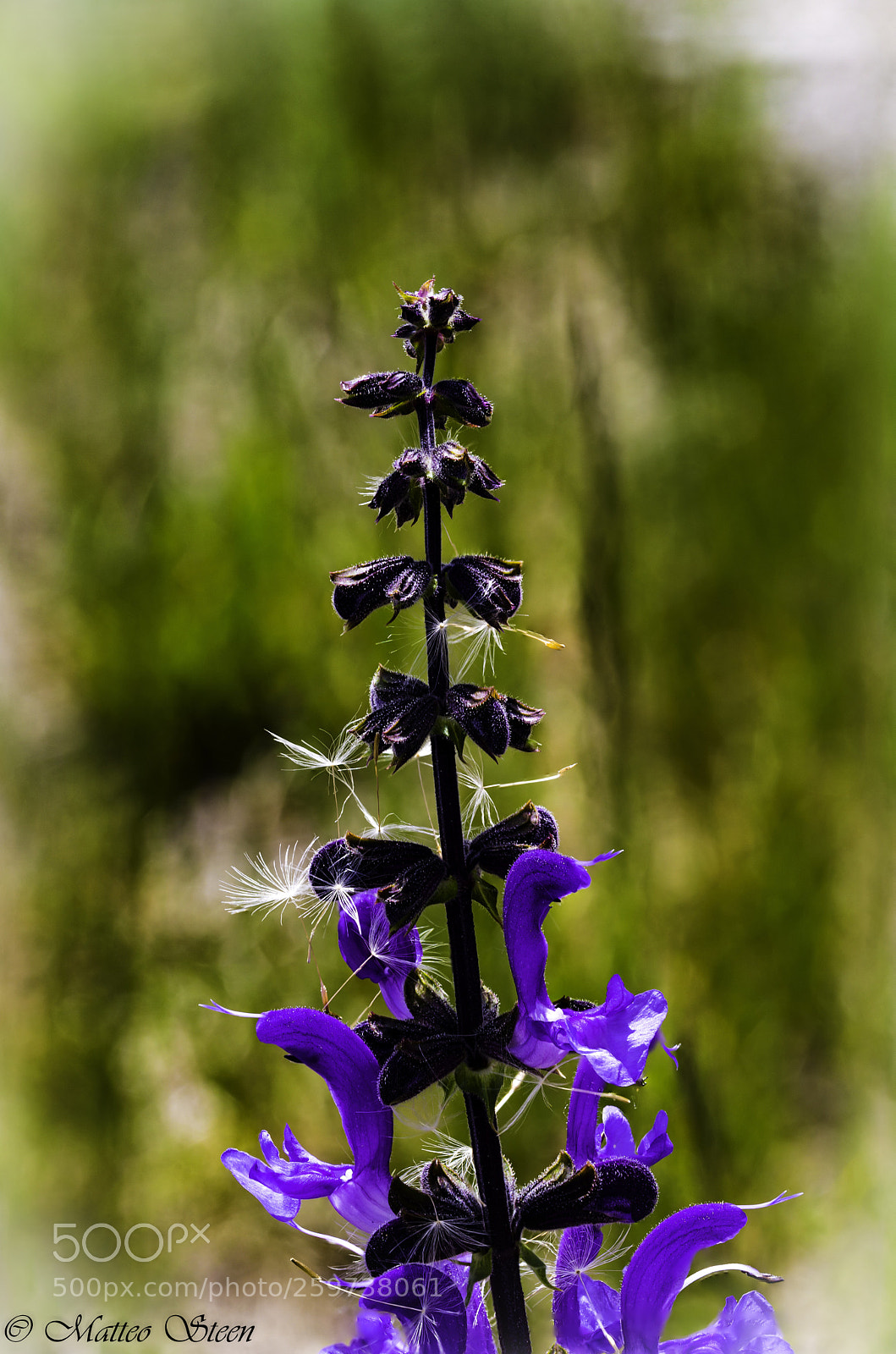 Canon EOS 6D sample photo. Salvia photography
