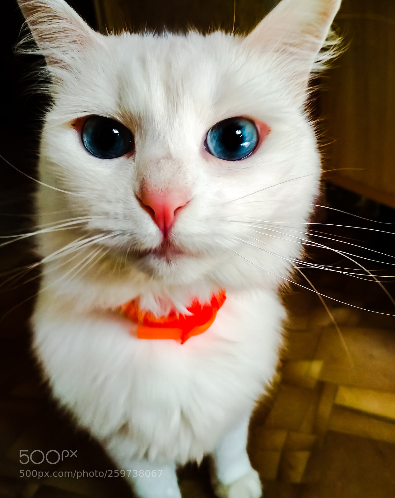 Xiaomi Redmi 4X sample photo. Cat) photography