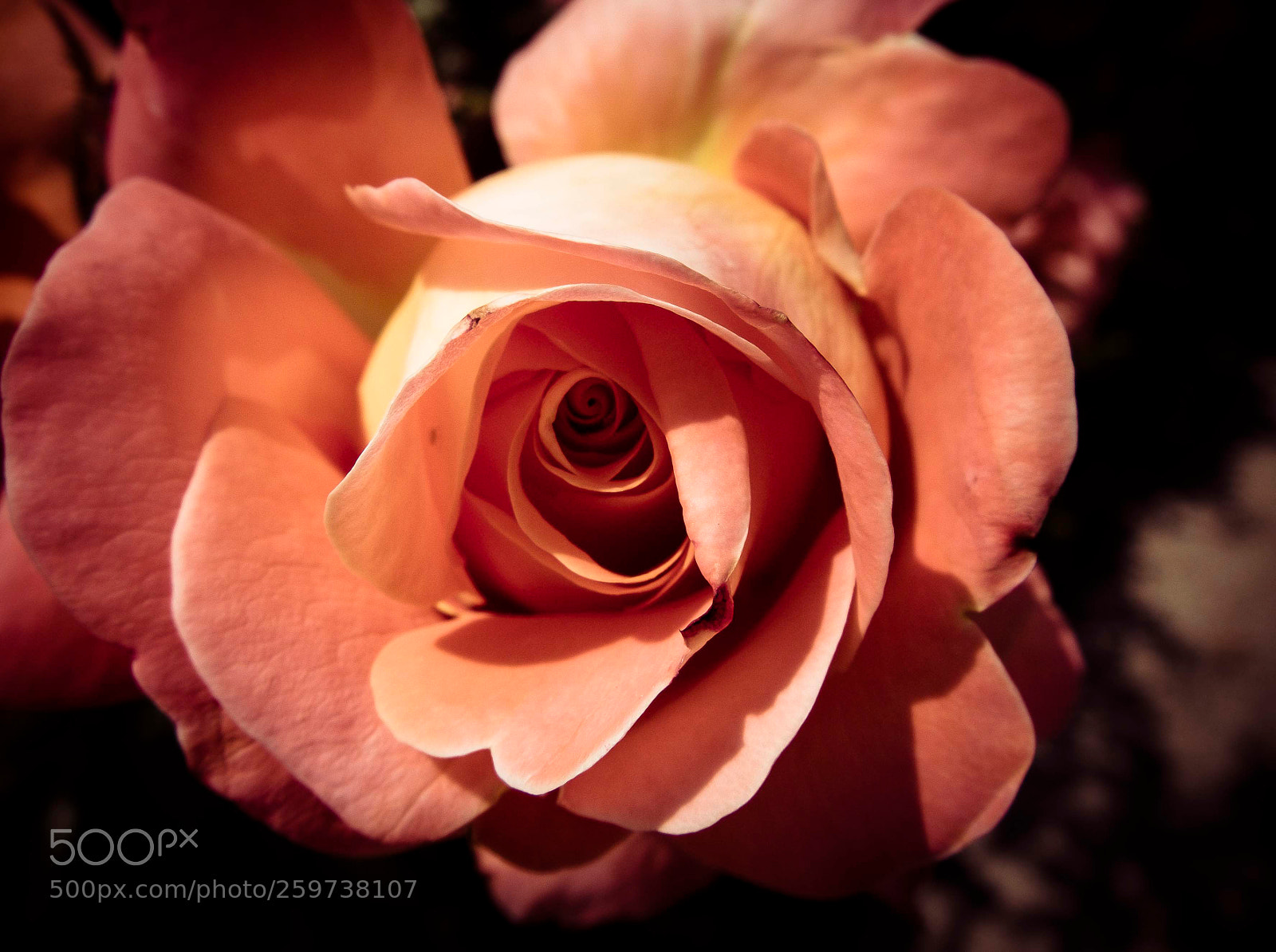 Fujifilm X30 sample photo. Rose photography
