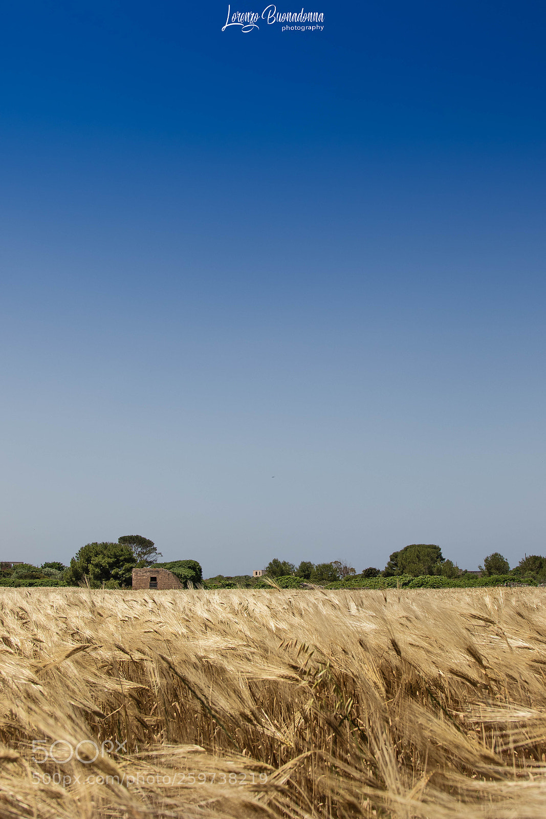 Canon EOS 7D Mark II sample photo. Wind & wheat photography