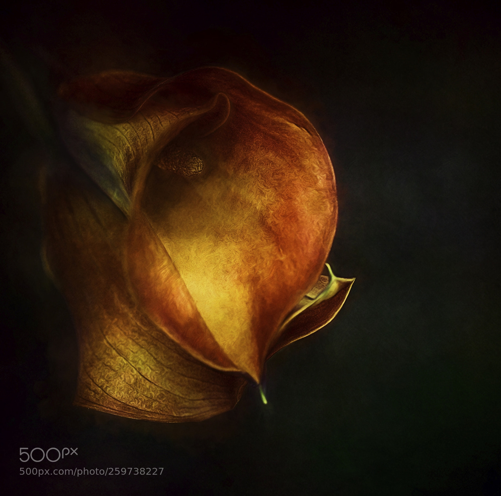 Canon EOS 5D Mark II sample photo. Calla lilies photography