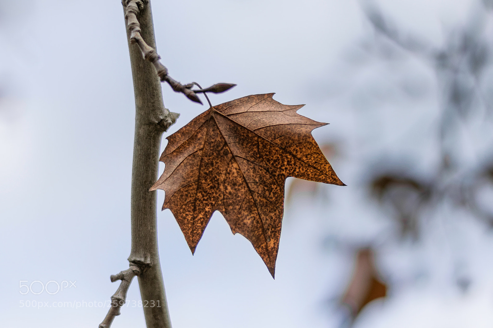 Nikon D5300 sample photo. Fall leaf photography