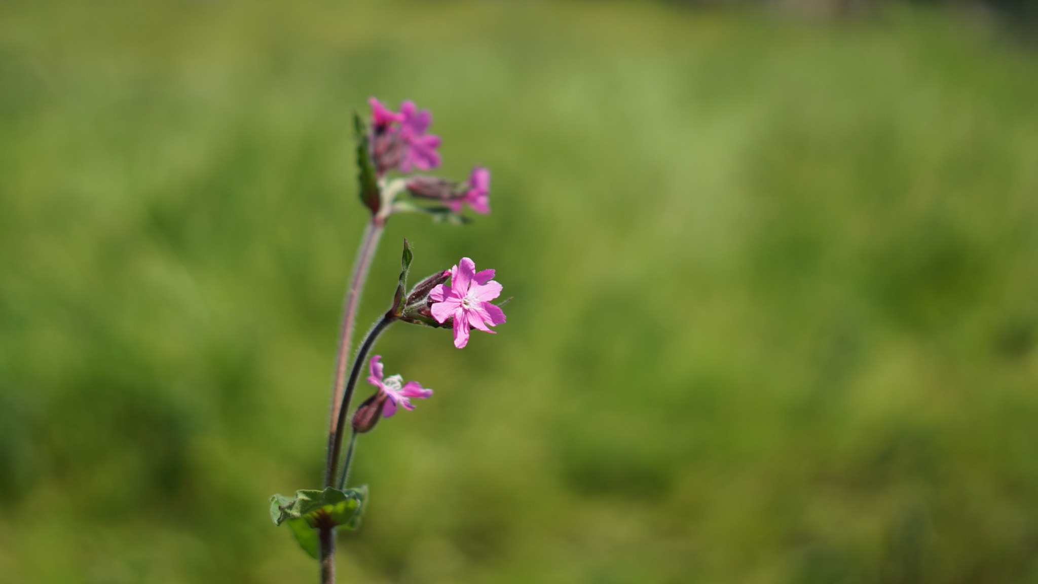 Sony a5100 sample photo
