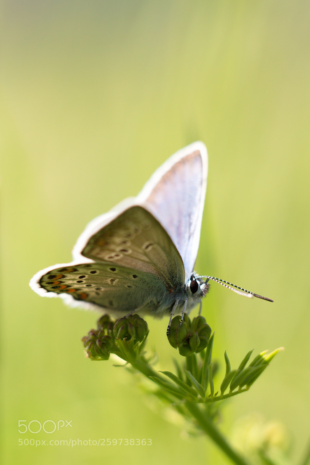 Canon EOS 60D sample photo. Plebejus idas photography