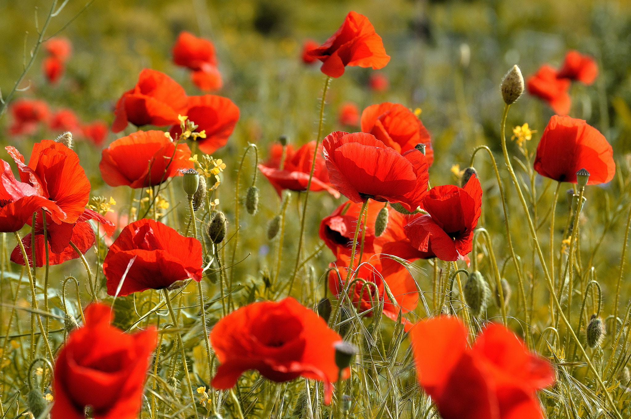 Nikon D5000 sample photo. Poppies photography