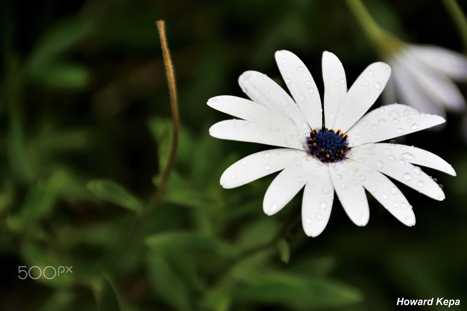 Nikon D7100 sample photo. Margarita de ojo azul. photography