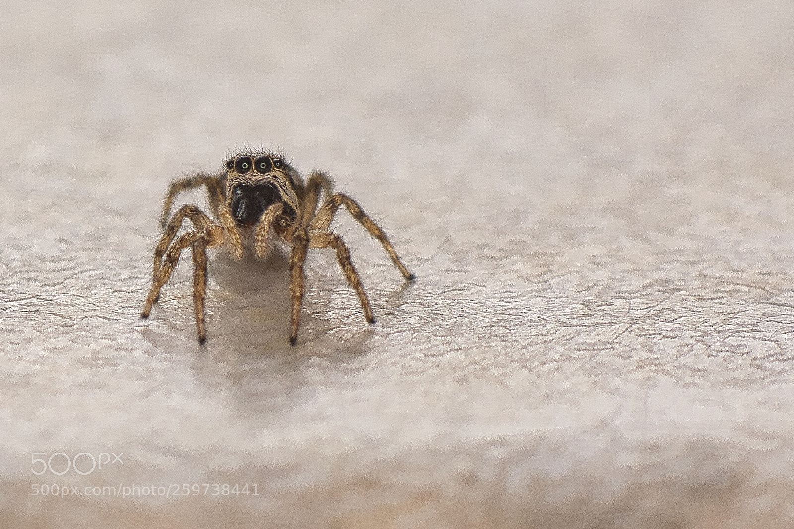 Nikon D90 sample photo. Startled jumping spider  photography