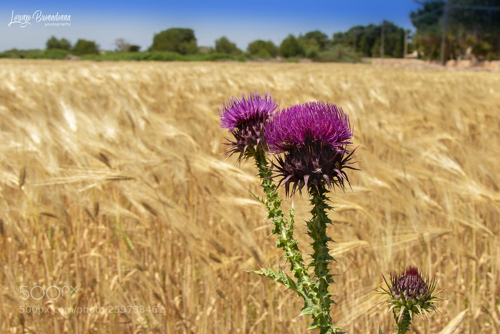 Canon EOS 7D Mark II sample photo. Wind & wheat 2 photography