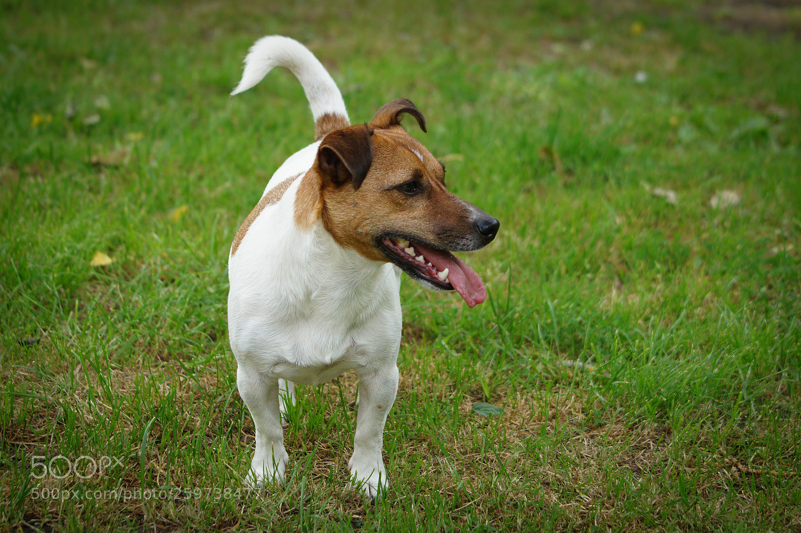 Sony SLT-A58 sample photo. Dsc photography