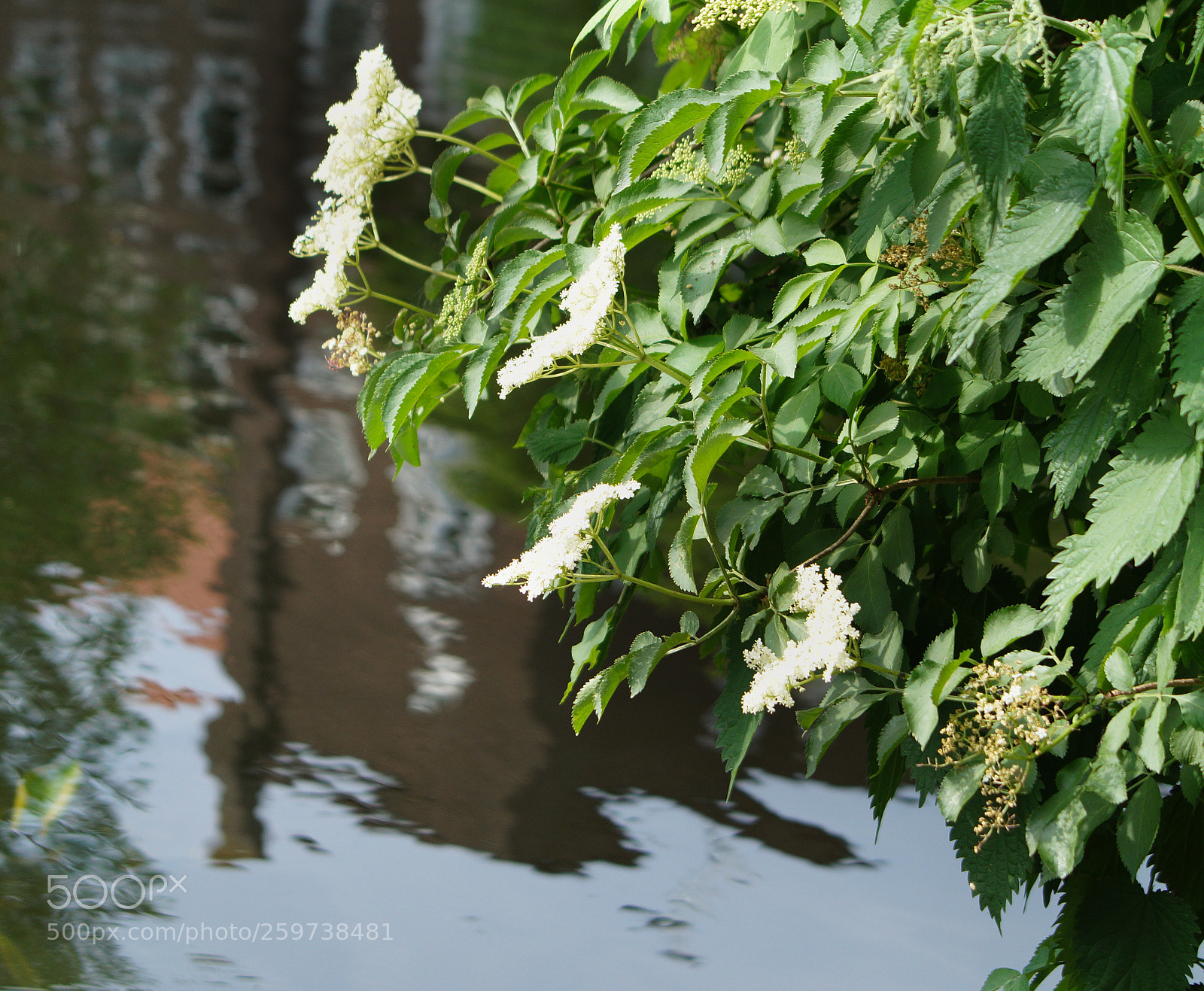 Sony SLT-A58 sample photo. Dsc photography